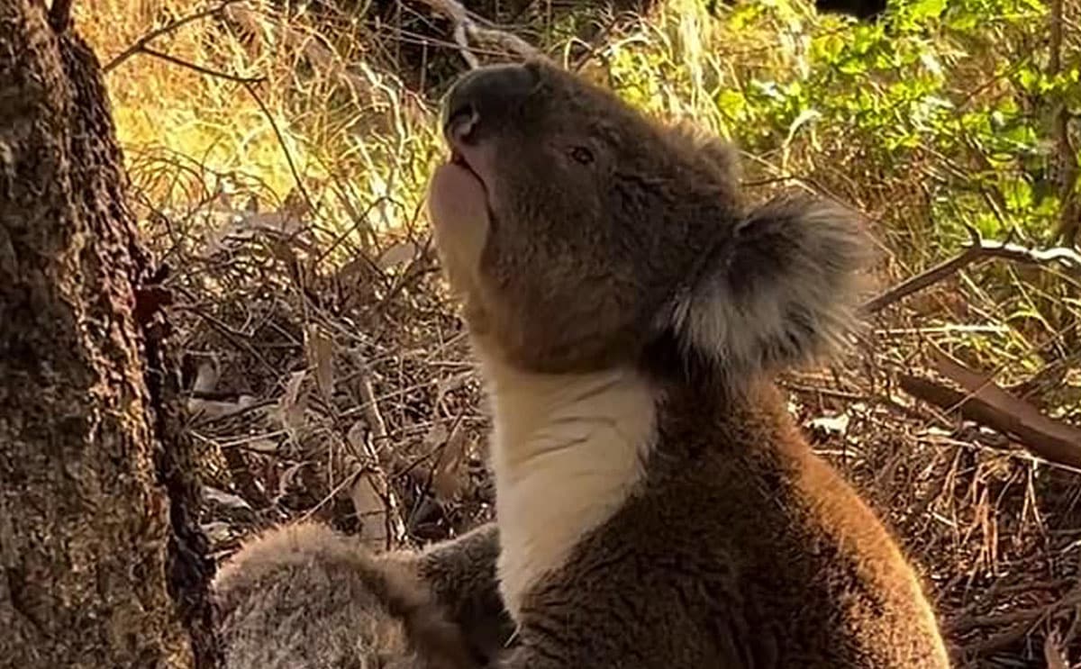koala animal sauvage