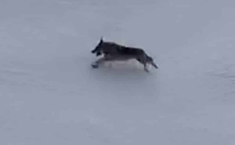 loup ski animal actu