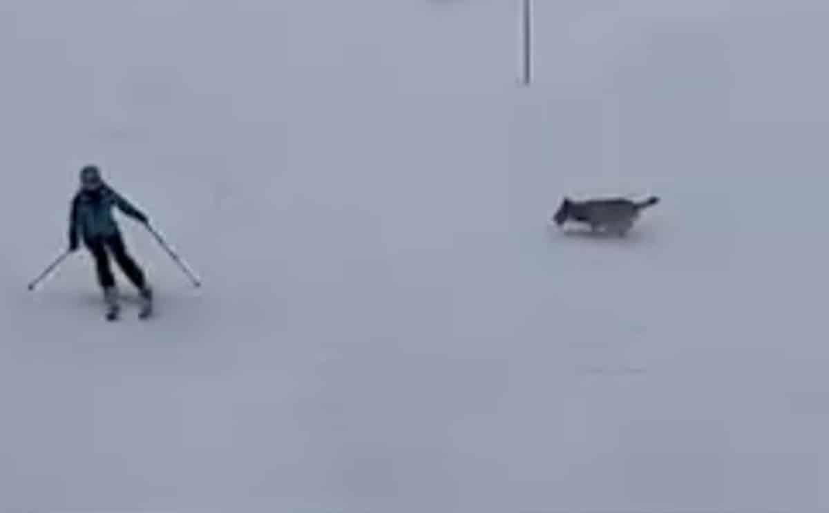 loup ski animal actu