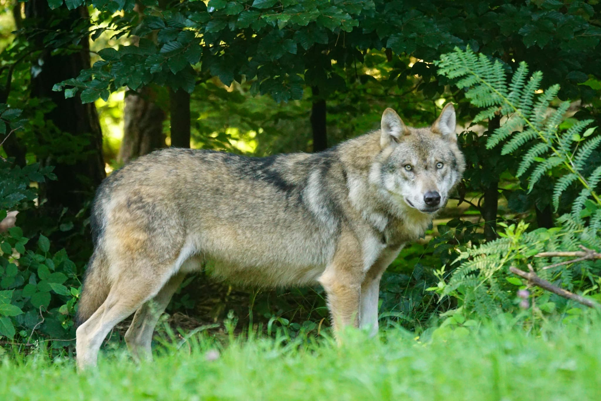 Un loup a parcouru 1240 km.