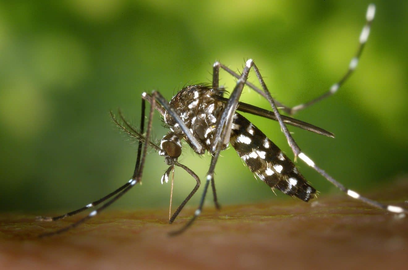 Les moustiques pourraient provoquer des longues érections