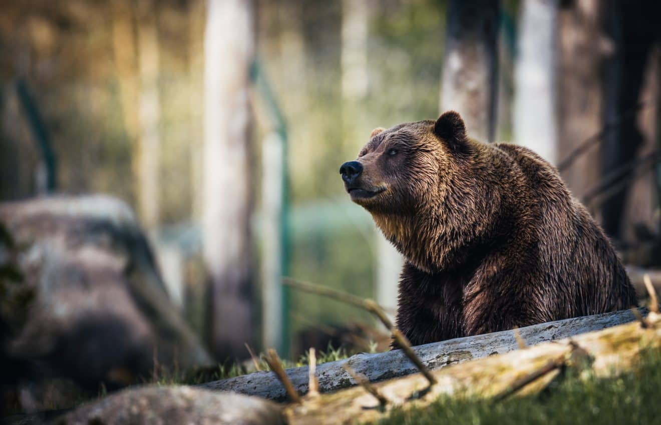 Un ours a attaqué un homme et s'est retrouvé finalement dans la marmite.