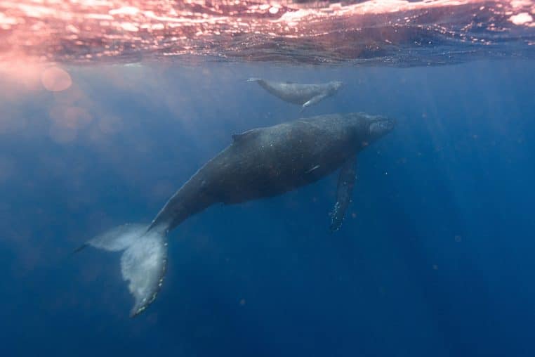 The blue whale is capable of giving birth to hybrid offspring