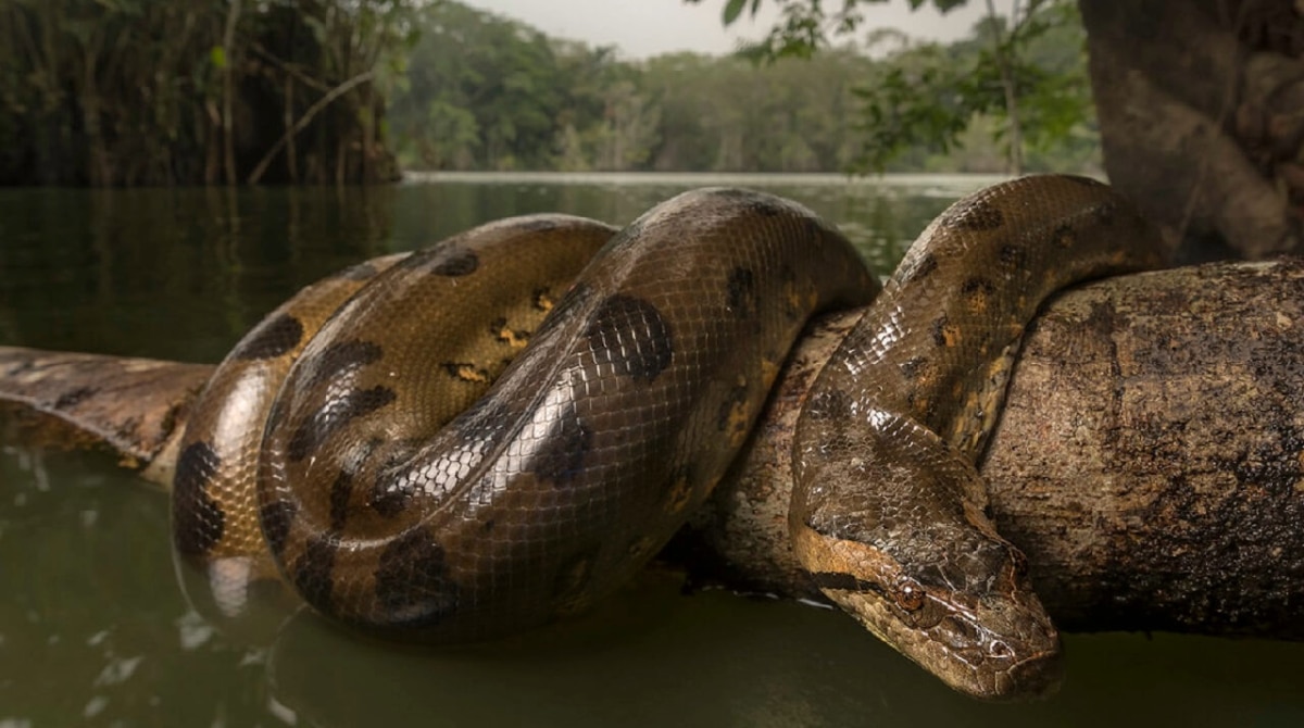 Un anaconda géant défie les records en Amazonie !