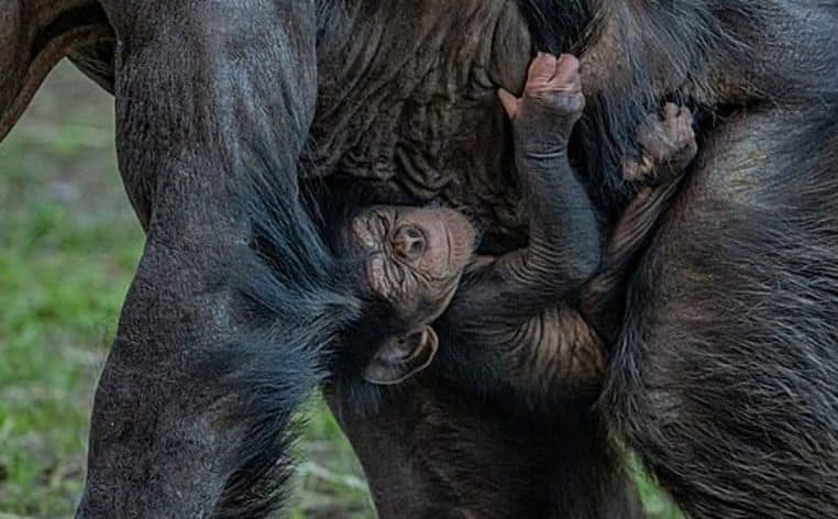 singe chimpanzé mère maman animal animaux zoo actu