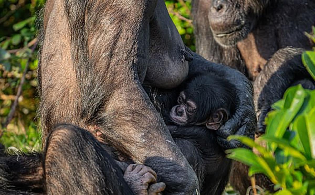 singe chimpanzé mère maman animal animaux zoo actu