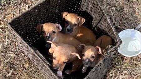 Les chiots trouvés dans un panier en osier par Madison Carlstrom et son bébé.