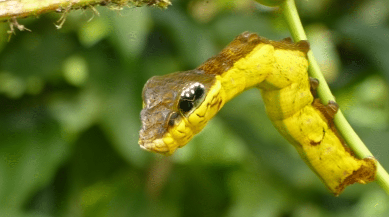 découvrez la chenille qui se métamorphose en serpent !