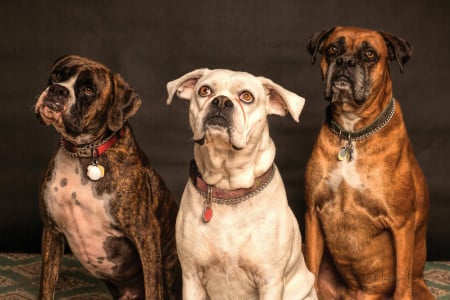 chiens mangeur de cadavres