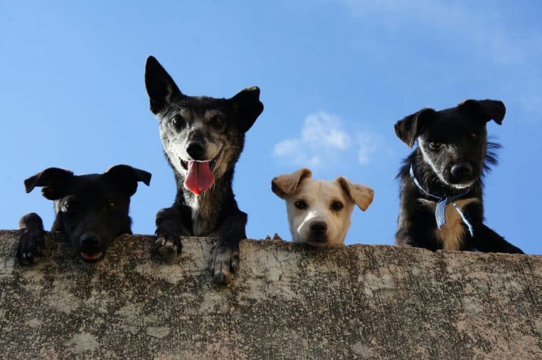 chiens mangeur de cadavres