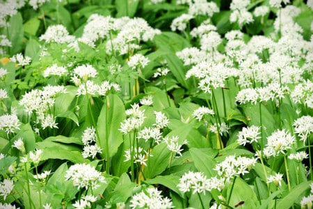 Un couple décède en consommant une plante toxique