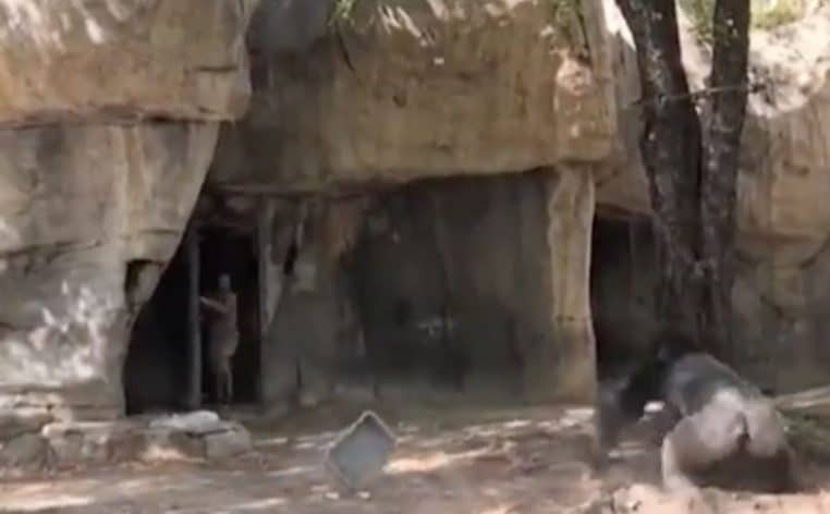 enclos zoo singes gorilles sauvages animaux actu