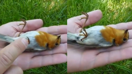 Oiseau