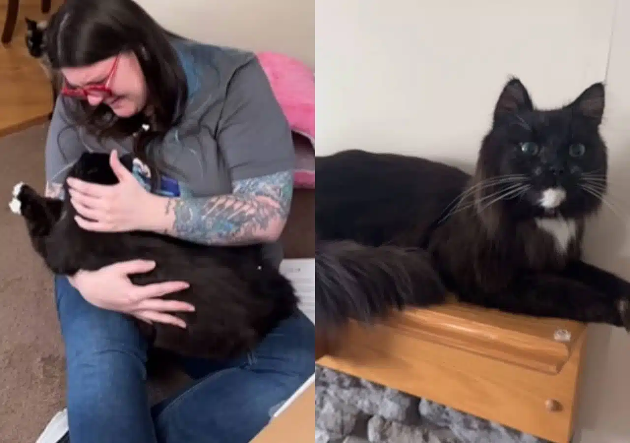 Chat empaillé