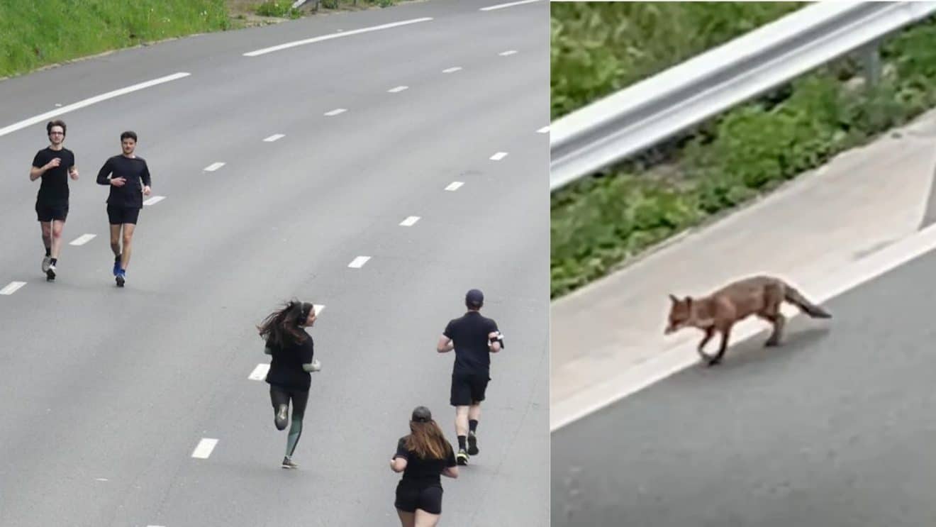 plusieurs coureurs sur une autoroute vide sur l'image de droite, et un renard sur la même autoroute à gauche.