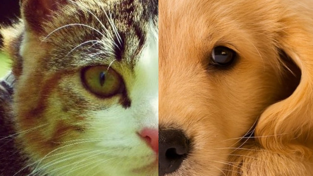 Chat et chien