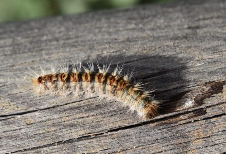 chenille processionnaire