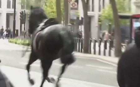 chevaux