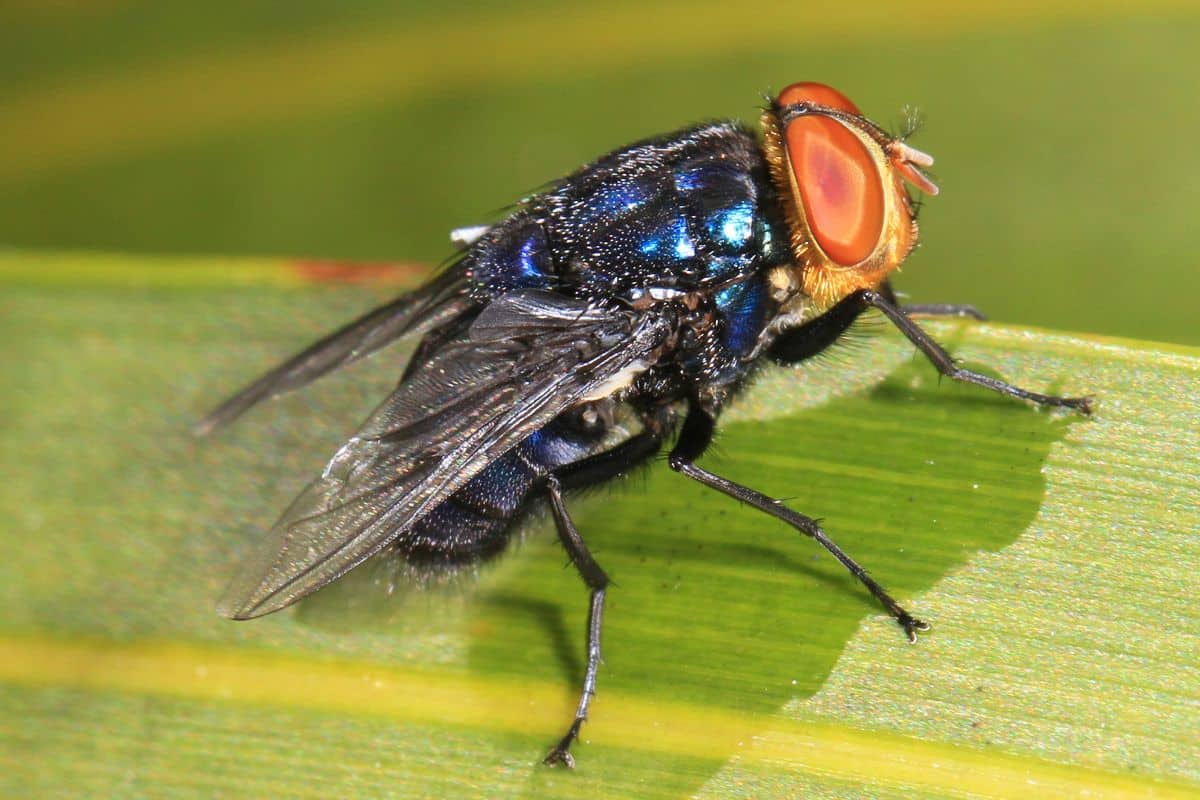 mouche lucilie bouchère (1)