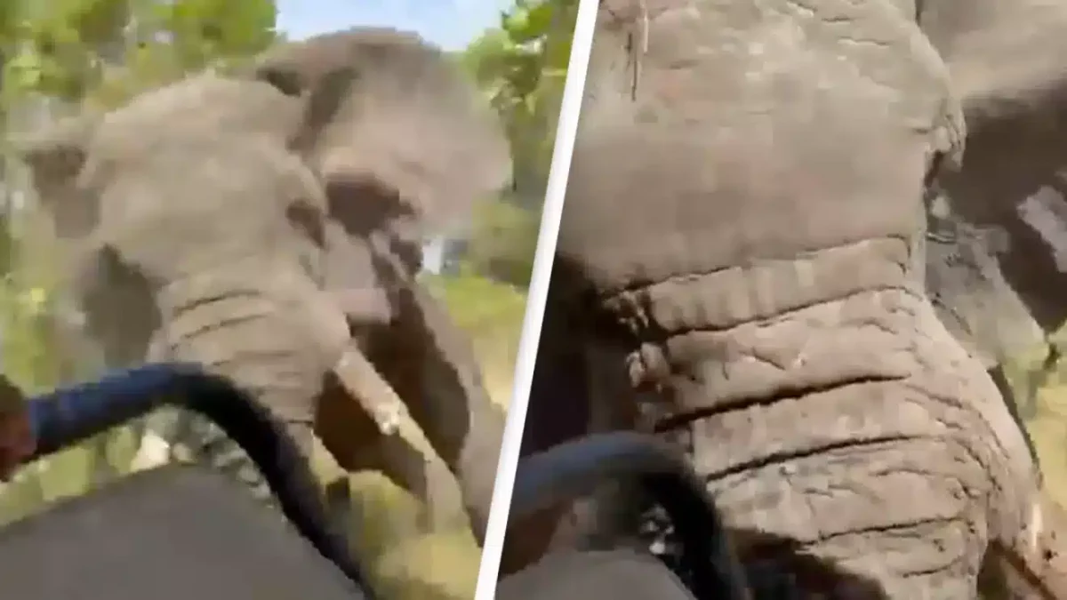 un elephant charge un car de touriste et tue