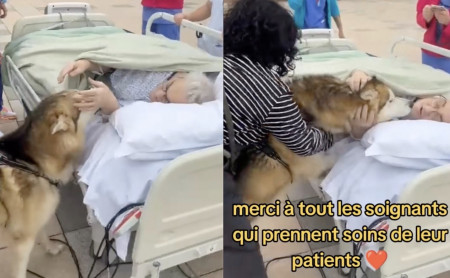 chien maître