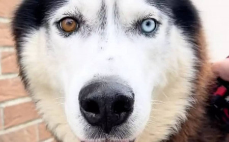 chien vidéo
