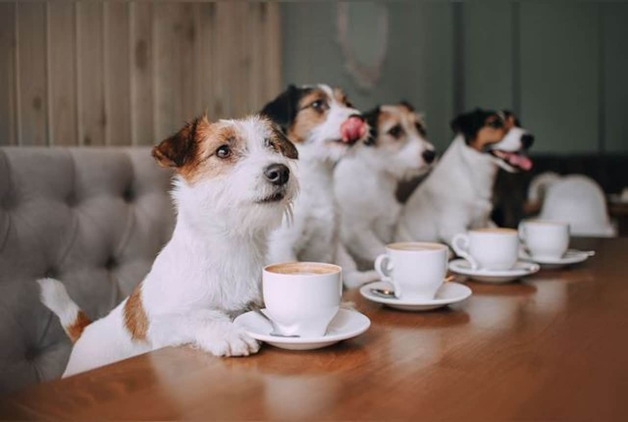 Bar à café, des chiens sont installés sur une banquette face à une table avec des tasse à café devant eux