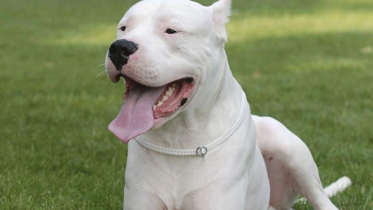 dogue argentin femme tue cimetiere