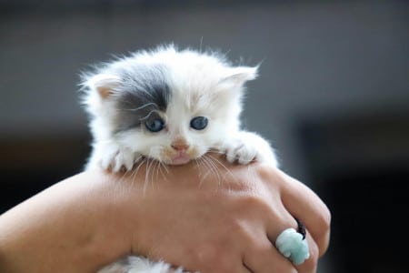 Il tombe du toit en tentant de rattraper son chaton