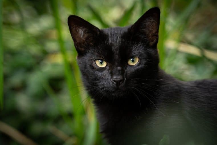 Image illustration des chats âgés sont recueillies au lieu d'être euthanasié.