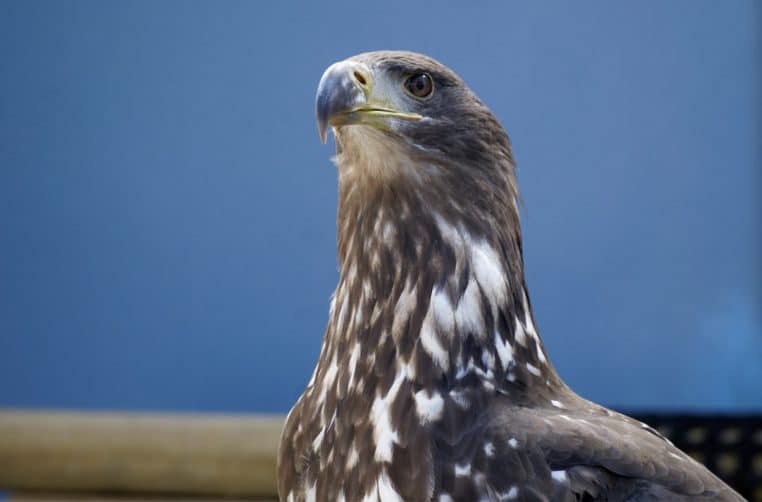 Image illustration un aigle abbatu par des chasseurs en février