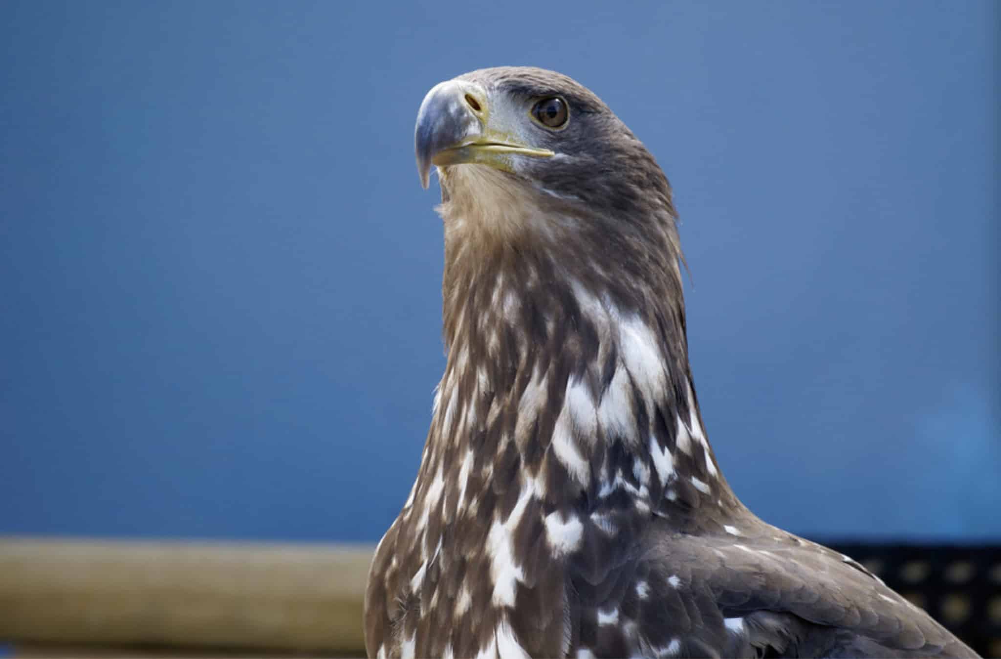 Image illustration un aigle est abattue pour la beauté du geste par des chasseurs