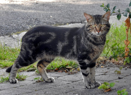 photo chat noir et gris