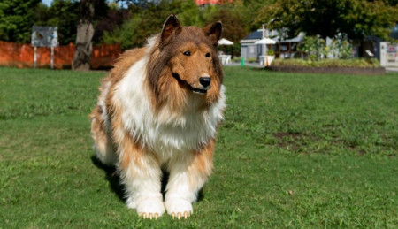 Toco le chien