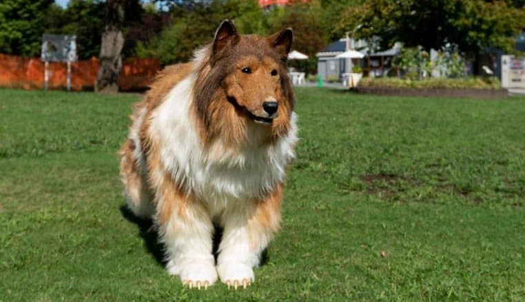 Toco le chien