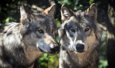 loups atatquent femme thoiry