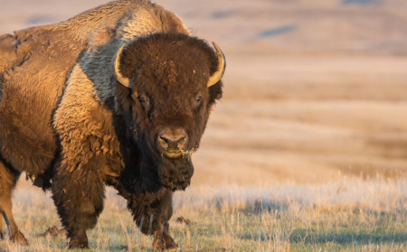bison insolite
