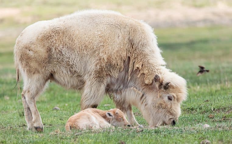 bison insolite