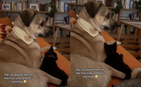 chien chat calin
