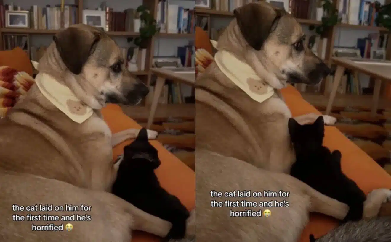 chien chat calin
