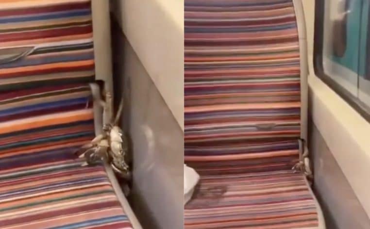 crabe metro parisien