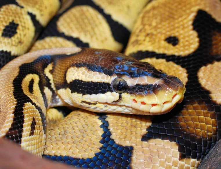 Image illustration, une femme se fait avaler par un python