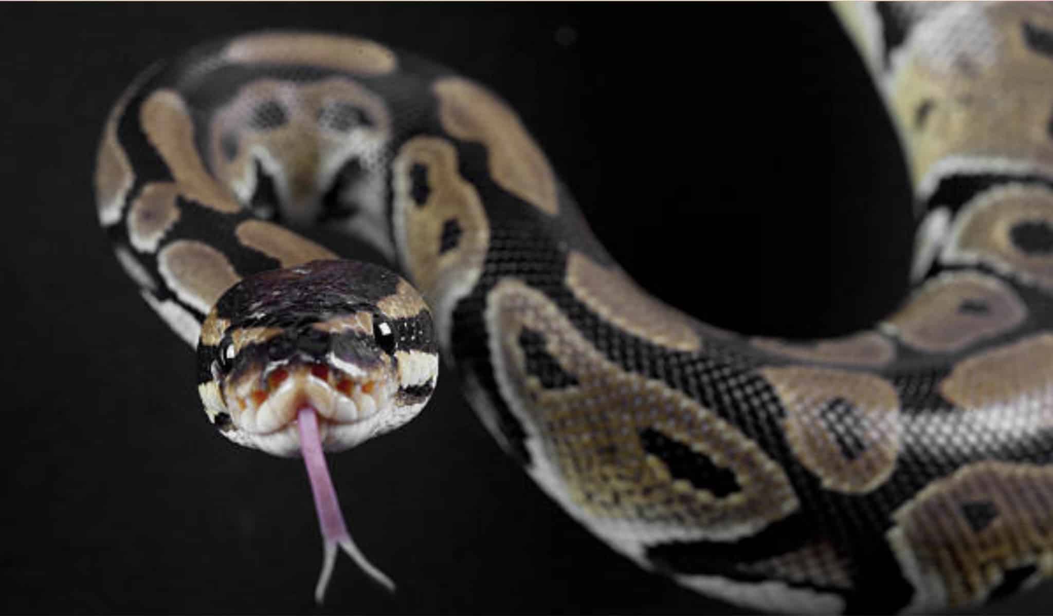 Image illustration, une femme se fait avaler par un python