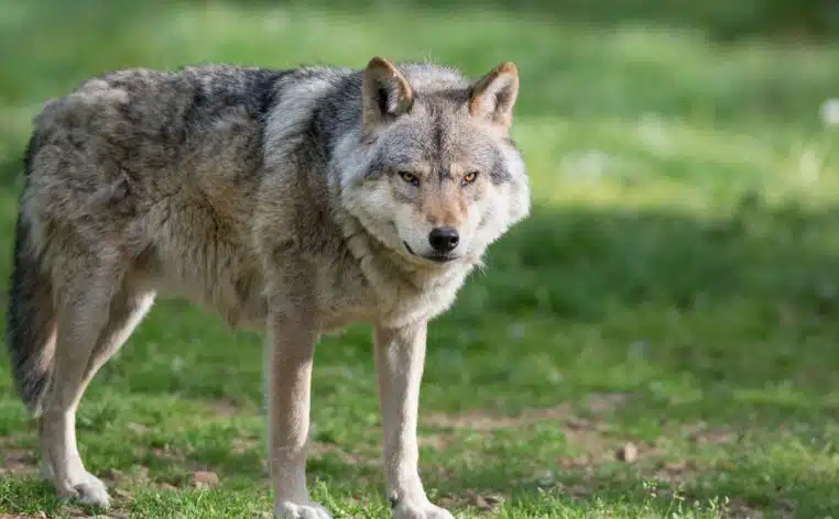 Une femme mordue au visage par un loup en plein centre-ville près d&rsquo;un magasin IKEA