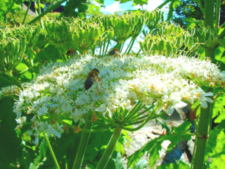 plante dangereuse