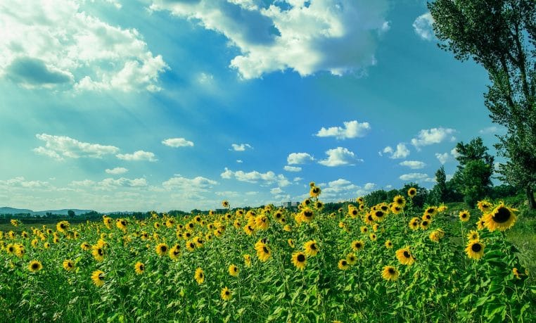 été