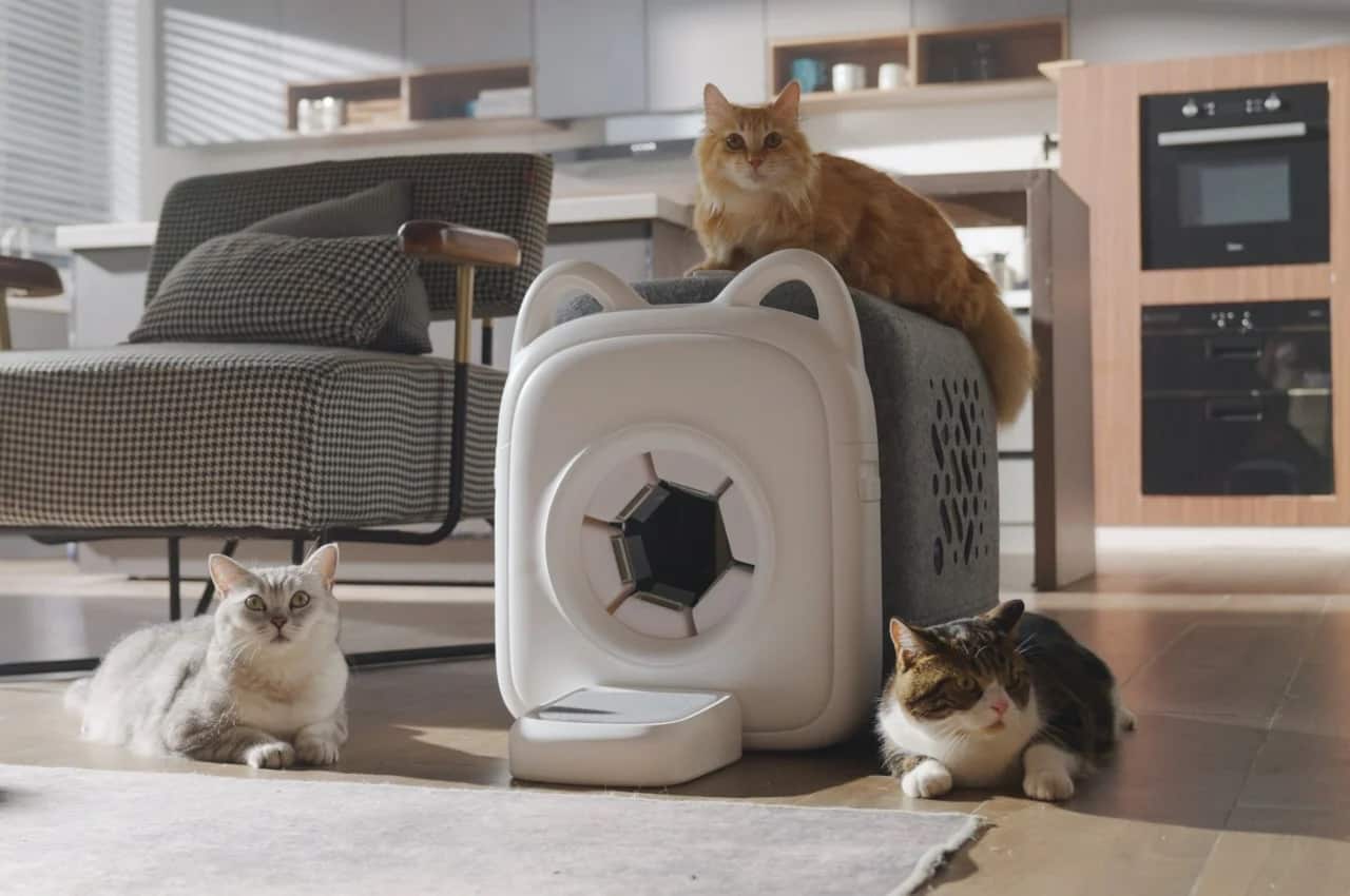 Image illustration une marque invente une litière pour toiletter votre chat quand il perd ses poils.