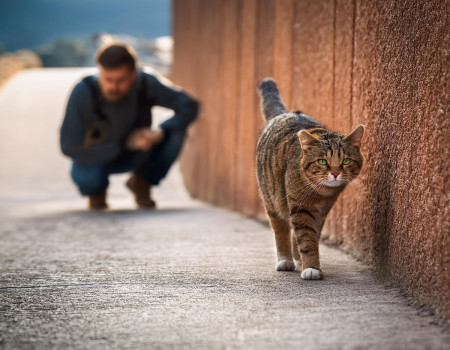 chat-ballade-chez-le-voisin