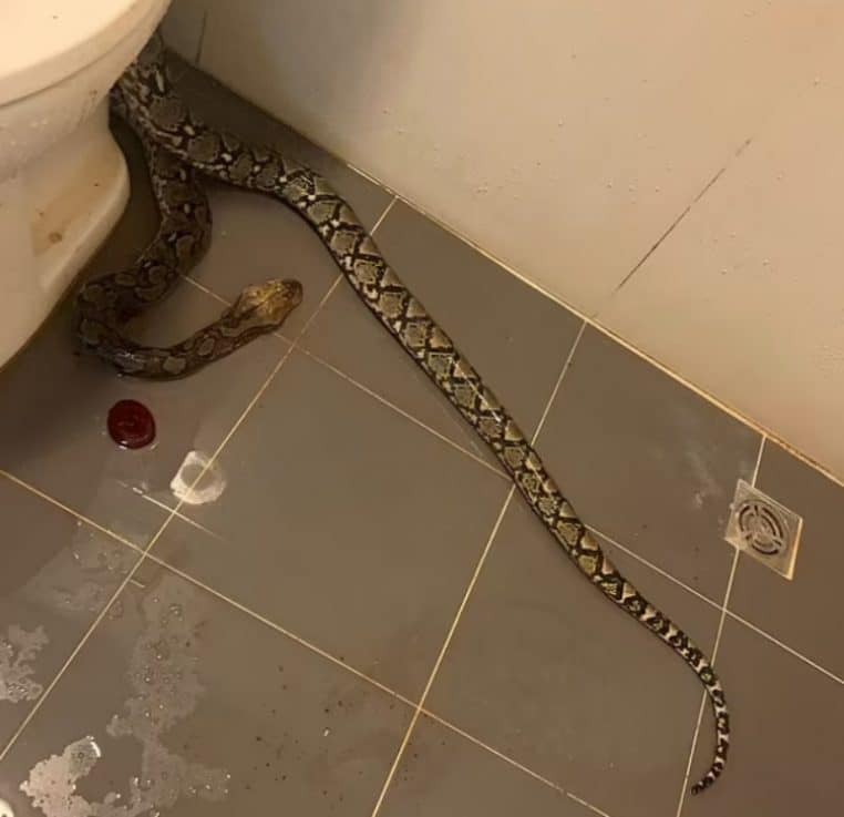 Python mord testicules