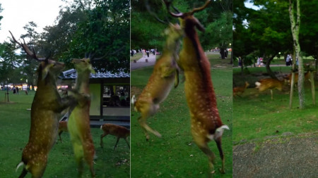 Quand deux cerfs se disputent… à coups de pattes !